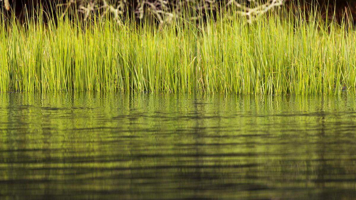 Coastal marshes and estuaries often harbor vibrio, a potentially lethal microbe that, in some forms, can infect wounds of people exposed to brackish water. Vibrio also can settle in oysters and sicken people who eat the shellfish raw. This marsh is at Edisto Island, SC.