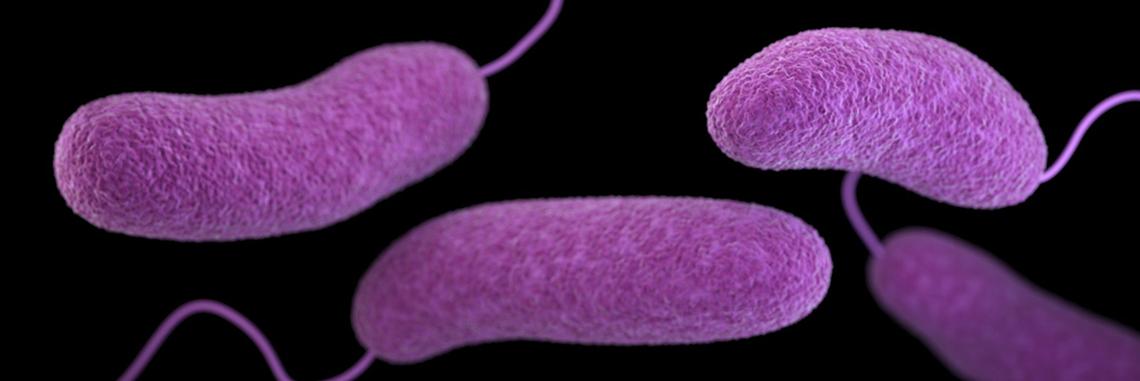 Vibrio vulnificus is a dangerous microbe that can strip the flesh from people’s arms and legs and send toxins into the blood stream. It is found in warm, brackish coastal waters like those on the Gulf Coast and in the Carolinas.