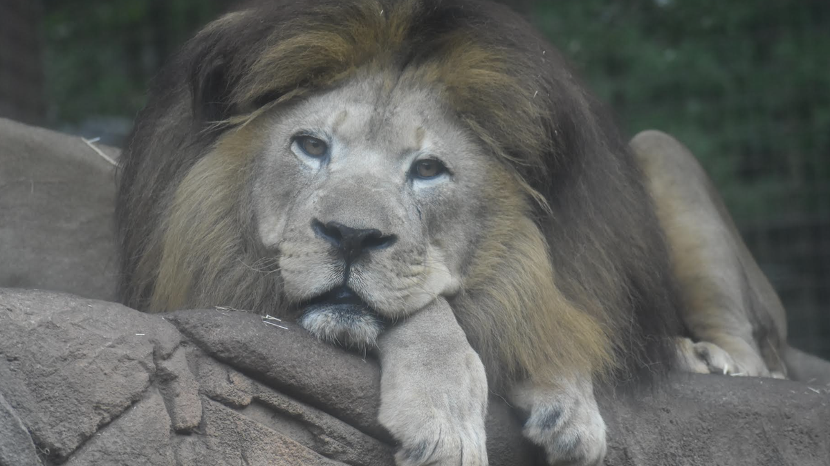 Saied, one of the Greenville Zoo’s African lions, was euthanized Tuesday after experiencing degenerative joint disease.