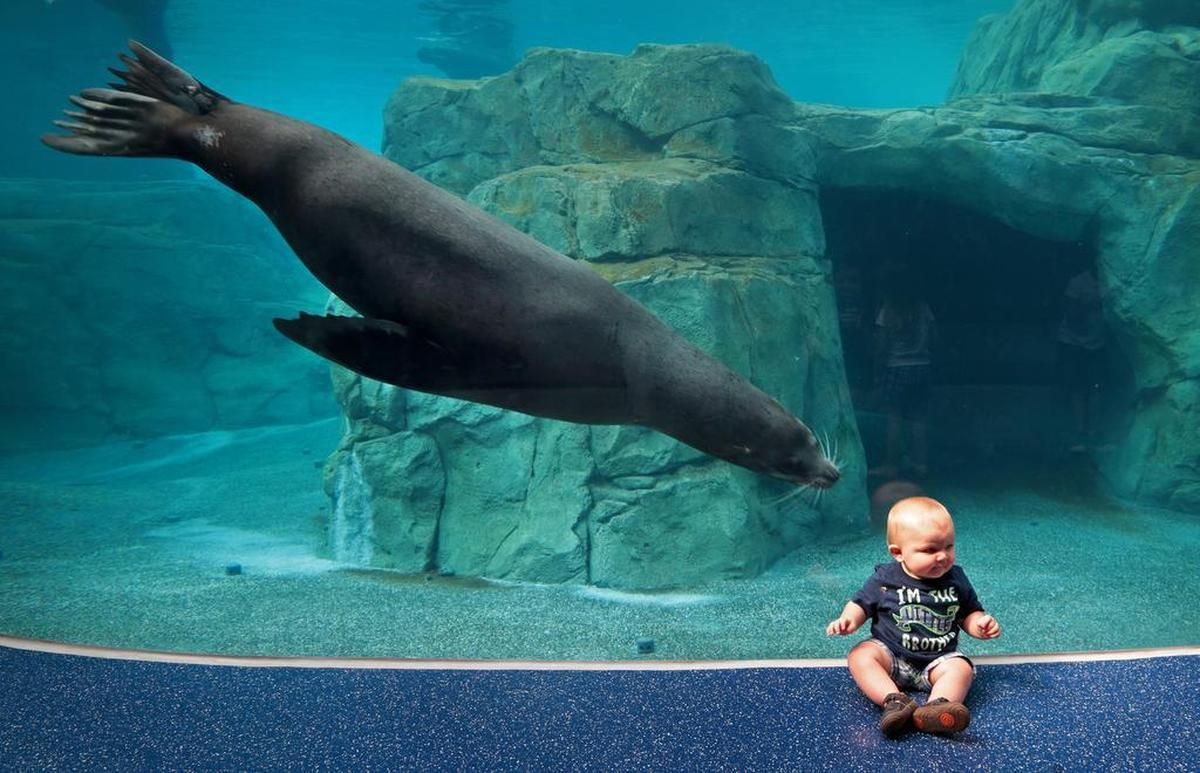 Eight-month-old Greyson Garrett is approached by Maverick, one of Riverbanks Zoo and Garden’s new sea lions, Monday, May 16, 2016. Zoo members got a special look at the new Sea Lion Landing home to four male sea lions and a male harbor seal.