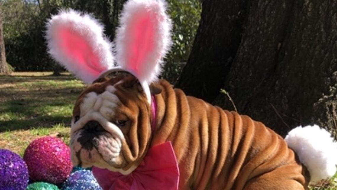 Henri, an English bulldog that lives in Wilmington, NC won Cadbury’s “Bunny Tryouts.”
