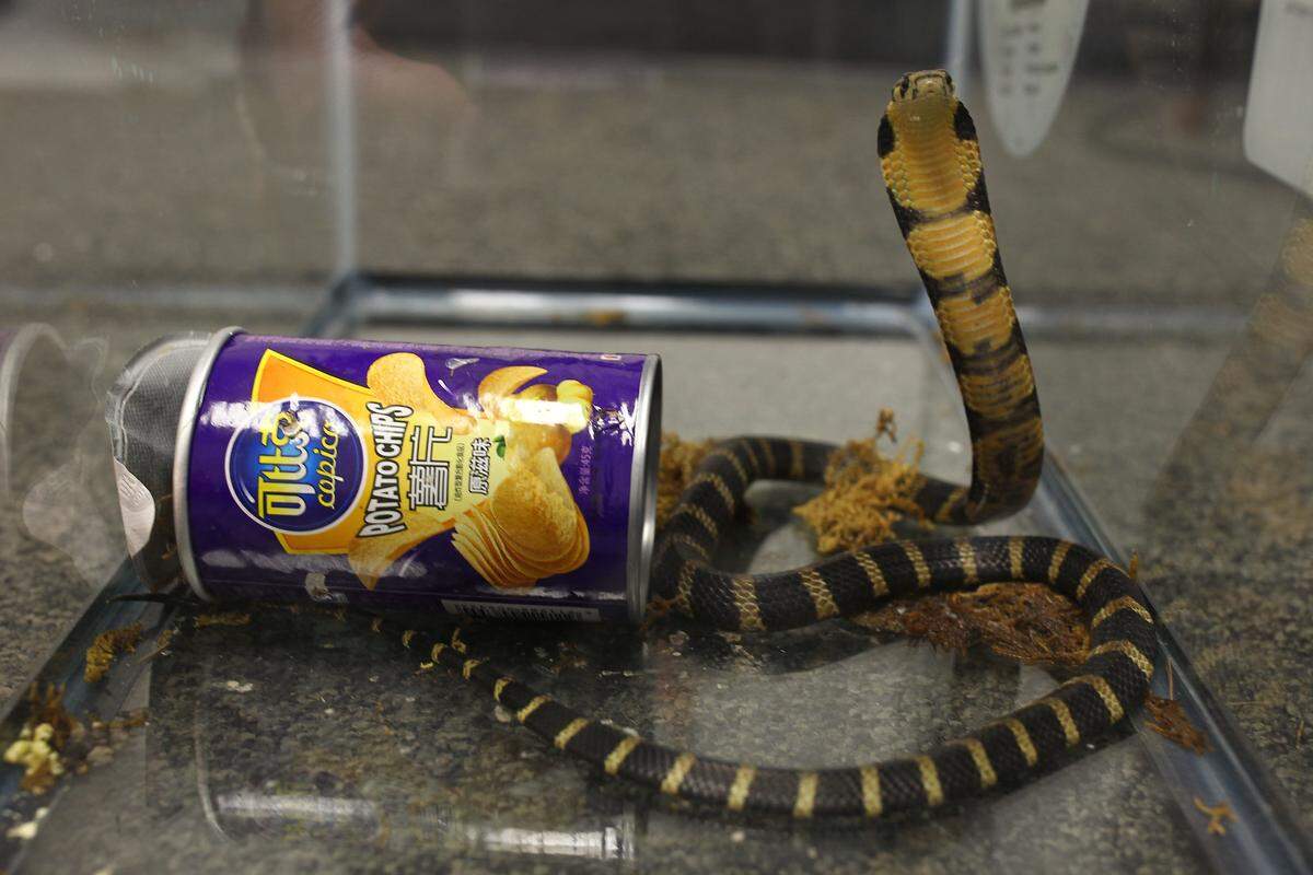 Cobras are deadly snakes that have been imported to the United States, sometimes illegally. In this photo, a king cobra was found inside a chip can and recovered during a federal wildlife investigation in 2023.