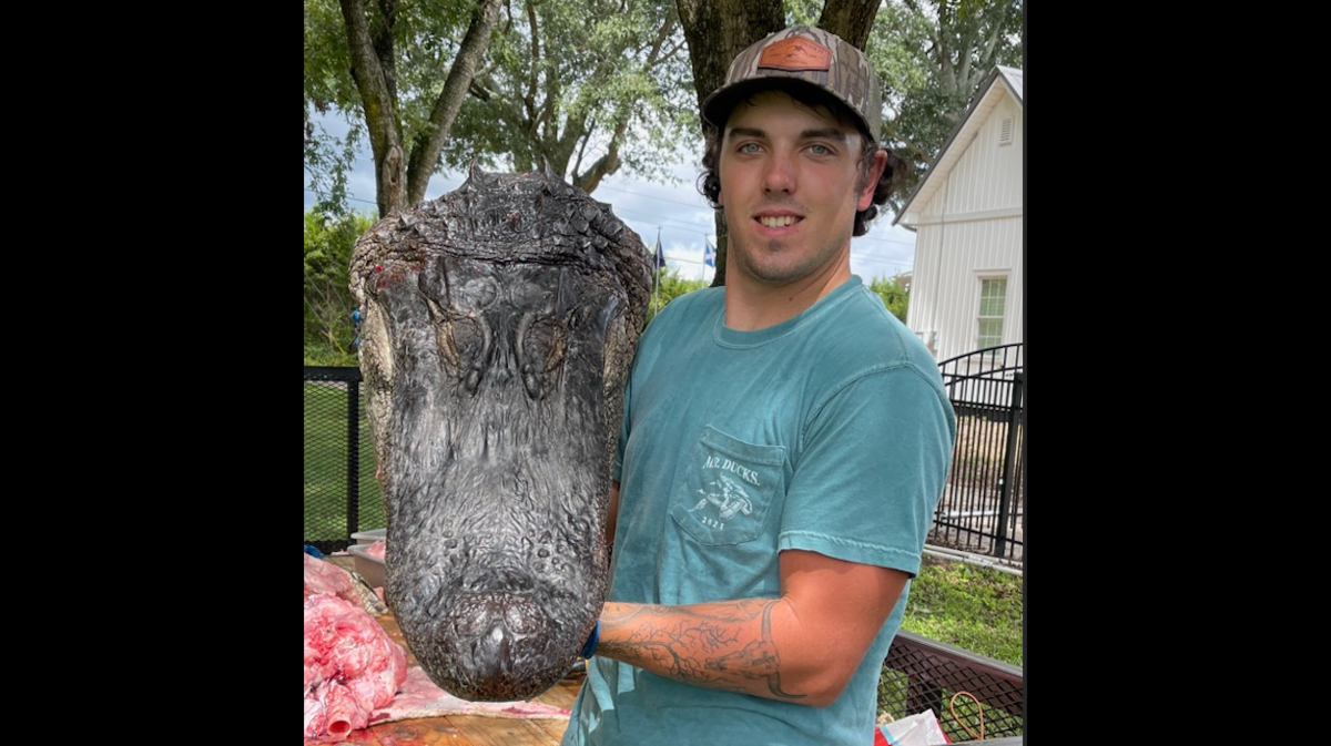 Noah Wilson caught a 12-foot, 660-pound alligator on the first day of the hunting season in Lake Moultrie.