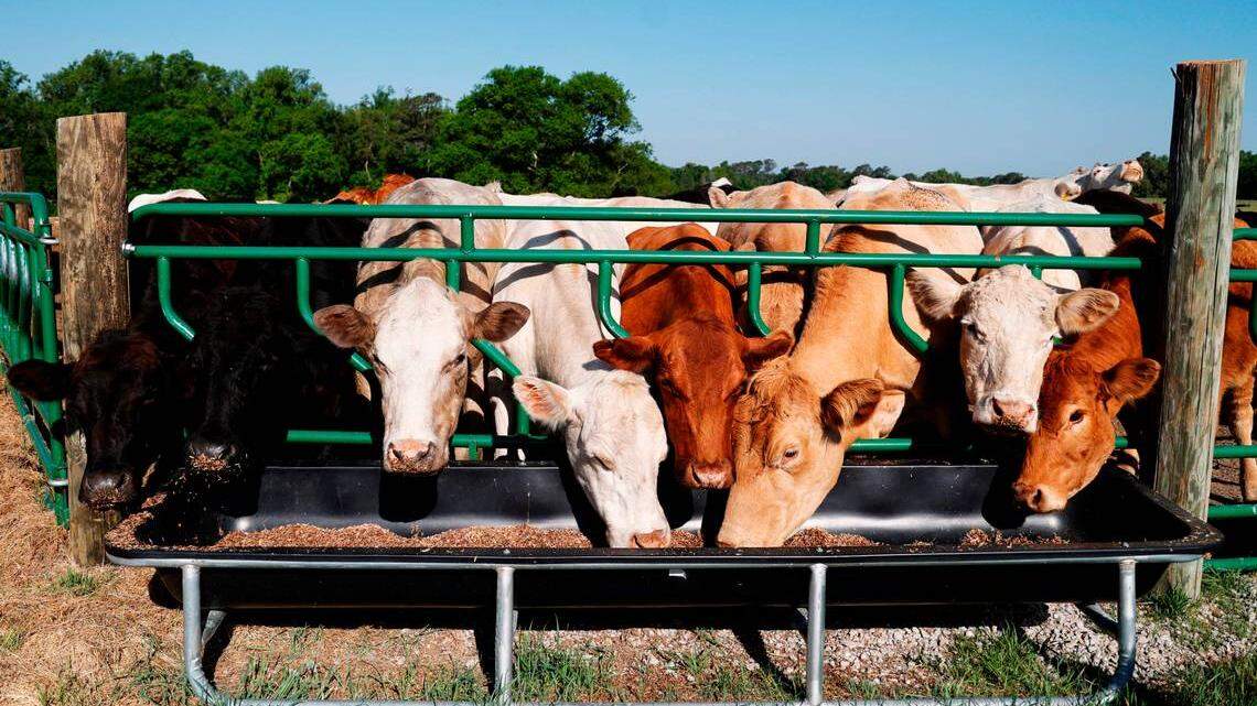 Cows in some states, such as New Mexico, have had toxic forever chemicals show up in their milk. These cows are on a farm in eastern South Carolina.