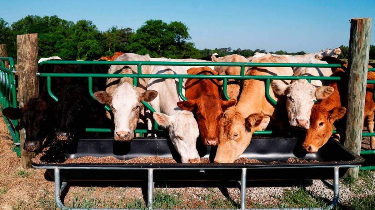 Cows in some states, such as New Mexico, have had toxic forever chemicals show up in their milk. These cows are on a farm in eastern South Carolina.