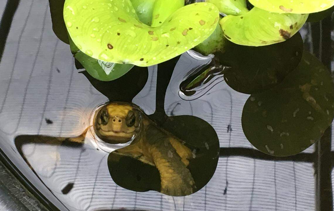 This rare turtle stares up from a holding pool at the Turtle Survival Center, a South Carolina preserve that protects some of the world’s most endangered turtles. The state has in the past been a haven for illegal turtle smuggling, but a new state law seeks to stop that.