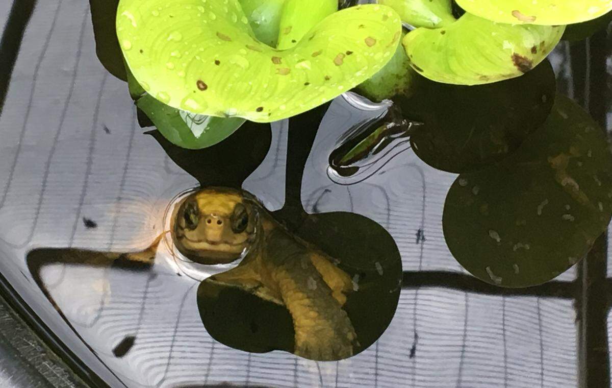 This rare turtle stares up from a holding pool at the Turtle Survival Center, a South Carolina preserve that protects some of the world’s most endangered turtles. The state has in the past been a haven for illegal turtle smuggling, but a new state law seeks to stop that.