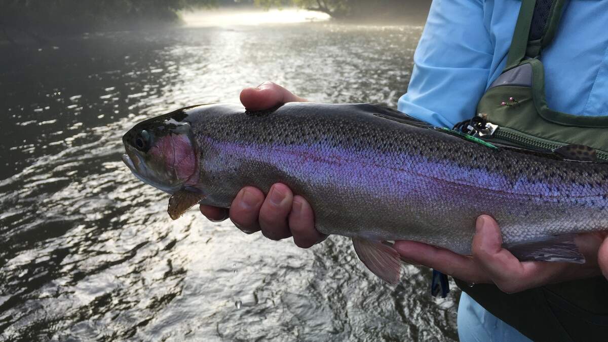 Trout like this rainbow have been found in the lower Saluda River near Columbia. The state stocks trout annually in the river, which is kept cold by releases of water from Lake Murray.