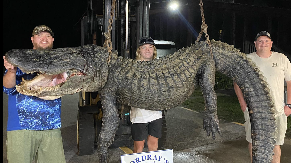 Alligator measured 13 feet long and weighed 625 pounds.