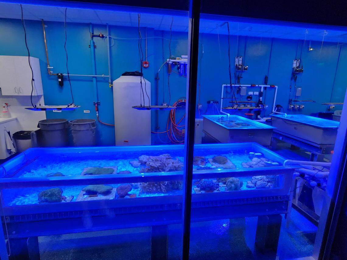 A coral lab in the Darnall W. and Susan F. Boyd Aquarium & Reptile Conservation Center at Riverbanks Zoo. The center opens to the public on March 2.