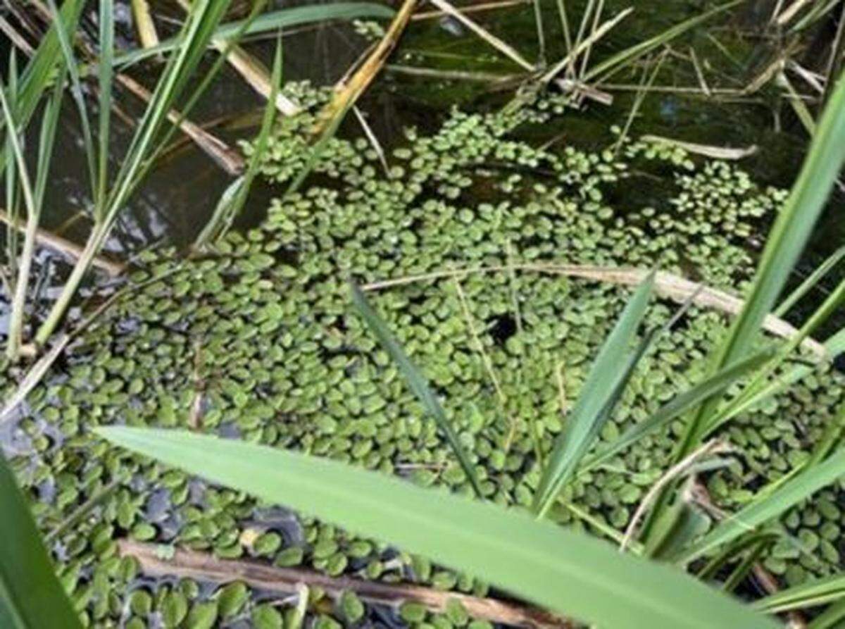 Giant salvinia, the small floating plants, is pictured mixed with cutgrass. (Photo courtesy of Duke Energy.)
