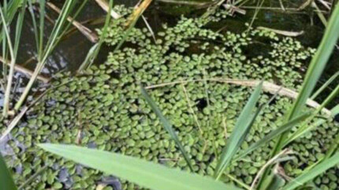 Illegal species spotted in South Carolina lake sparks concerns of an invasion