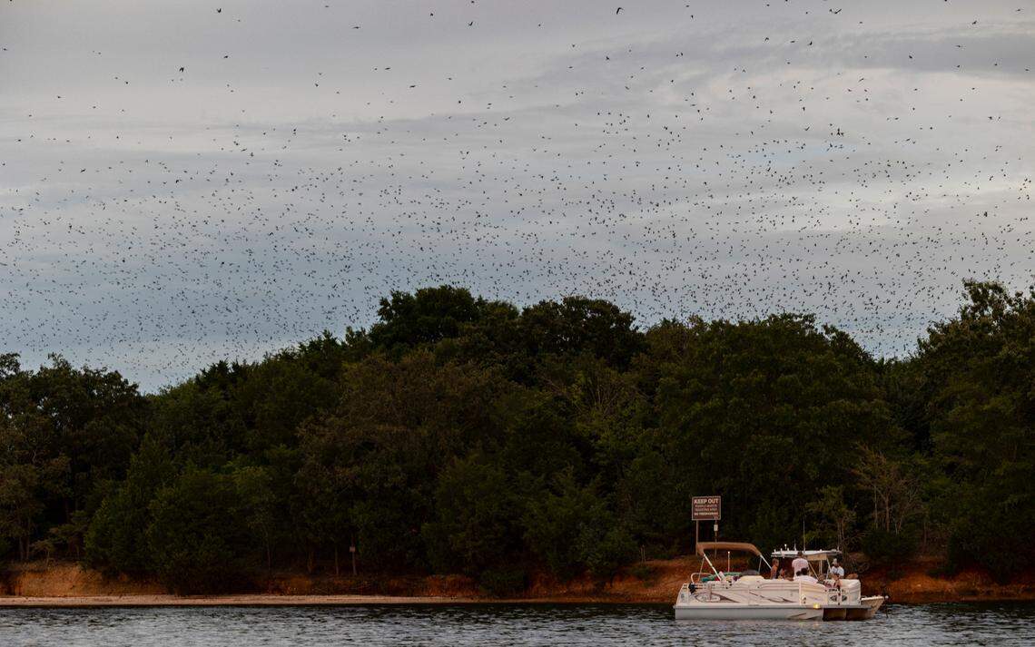 Boaters congregate around Bomb Island in Lake Murray to observe the Purple Martins flocking to roost. The birds were first noticed roosting on the island in 1988. 
