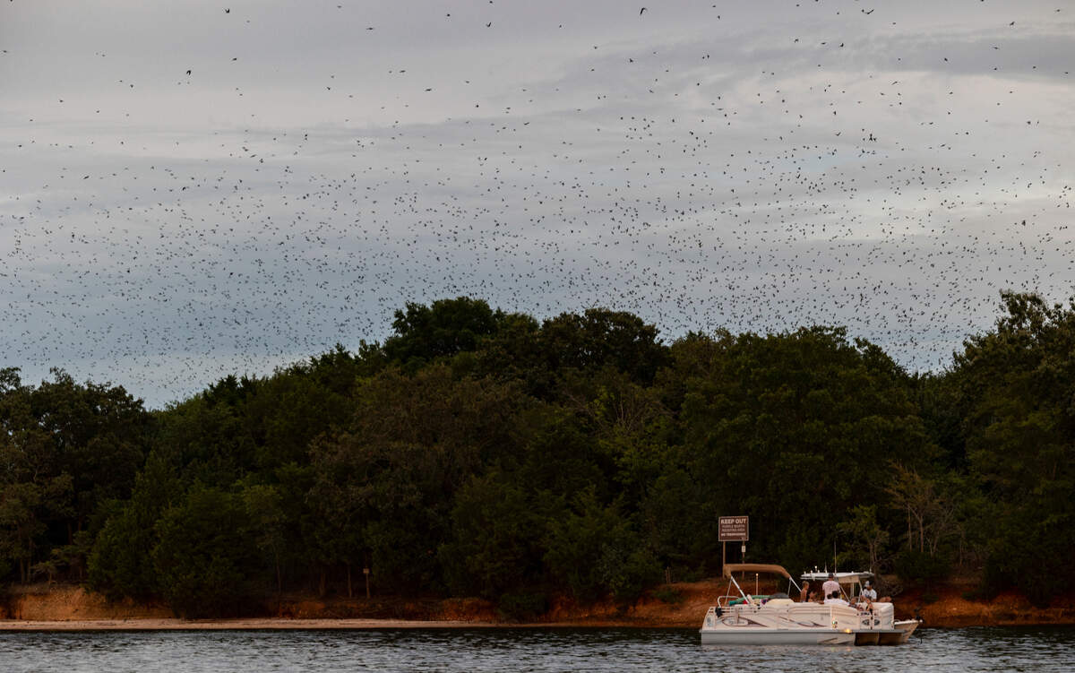 Boaters congregate around Bomb Island in Lake Murray to observe the Purple Martins flocking to roost. The birds were first noticed roosting on the island in 1988.
