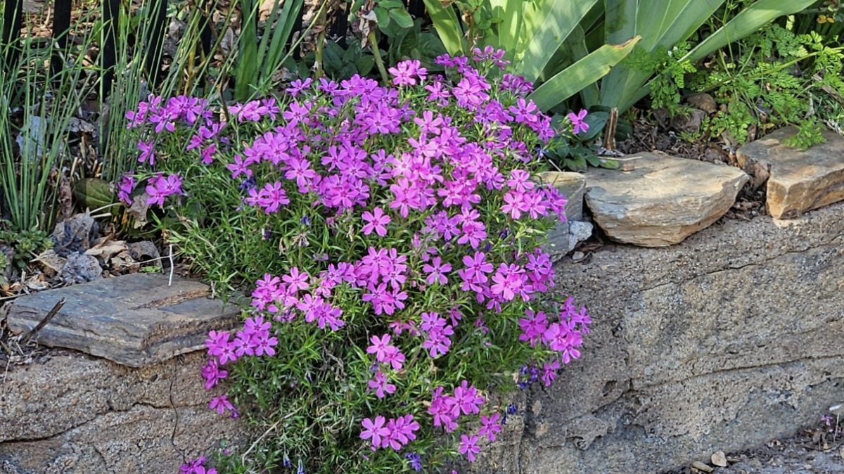 Moss phlox cascading over rock wall.