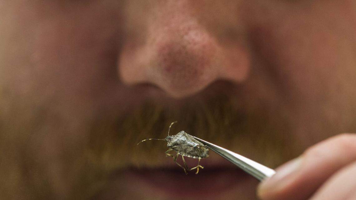 Squish at your own peril: How to get stink bugs out of your house — and keep them out