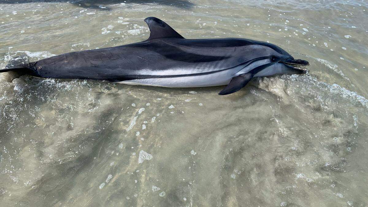 A striped dolphin, a type of marine mammal rarely seen on a South Carolina beach, washed ashore this past weekend at Litchfield Beach. The dolphin later died, according to the Lowcountry Marine Mammal network.
