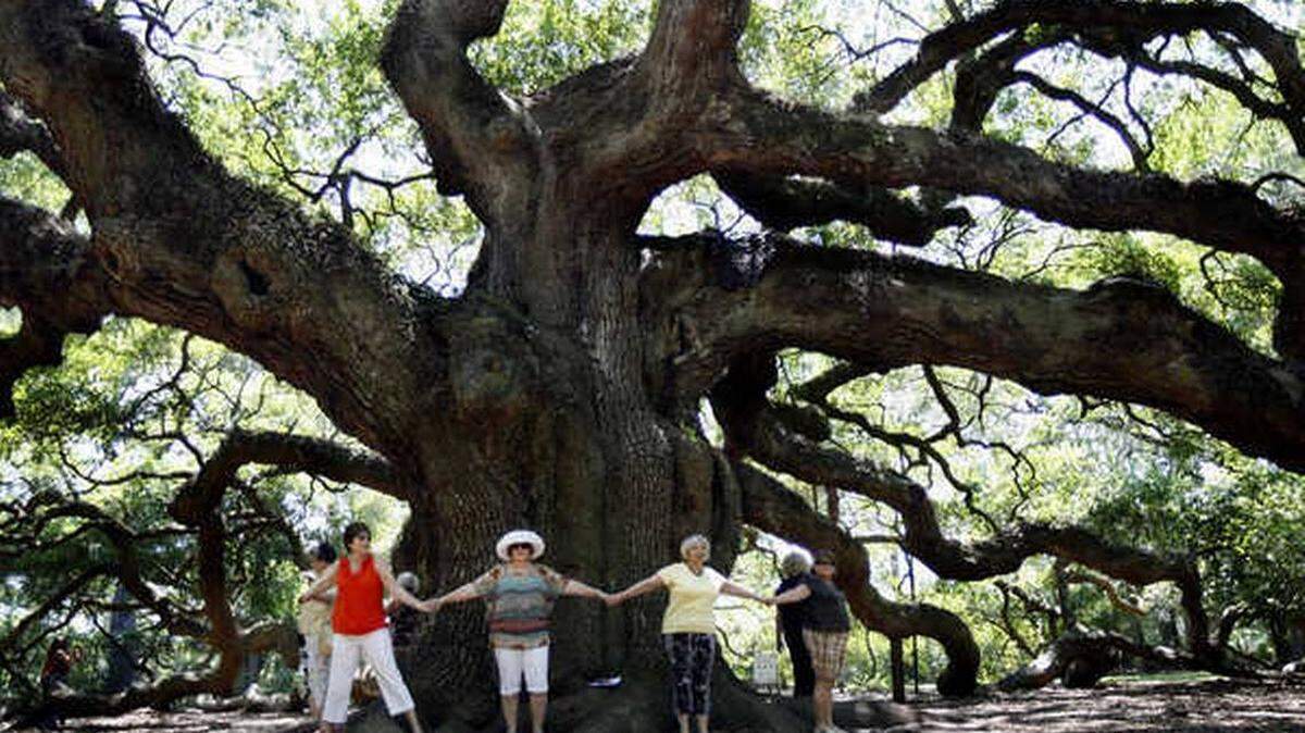 The Angel Oak, an iconic centuries old tree south of Charleston