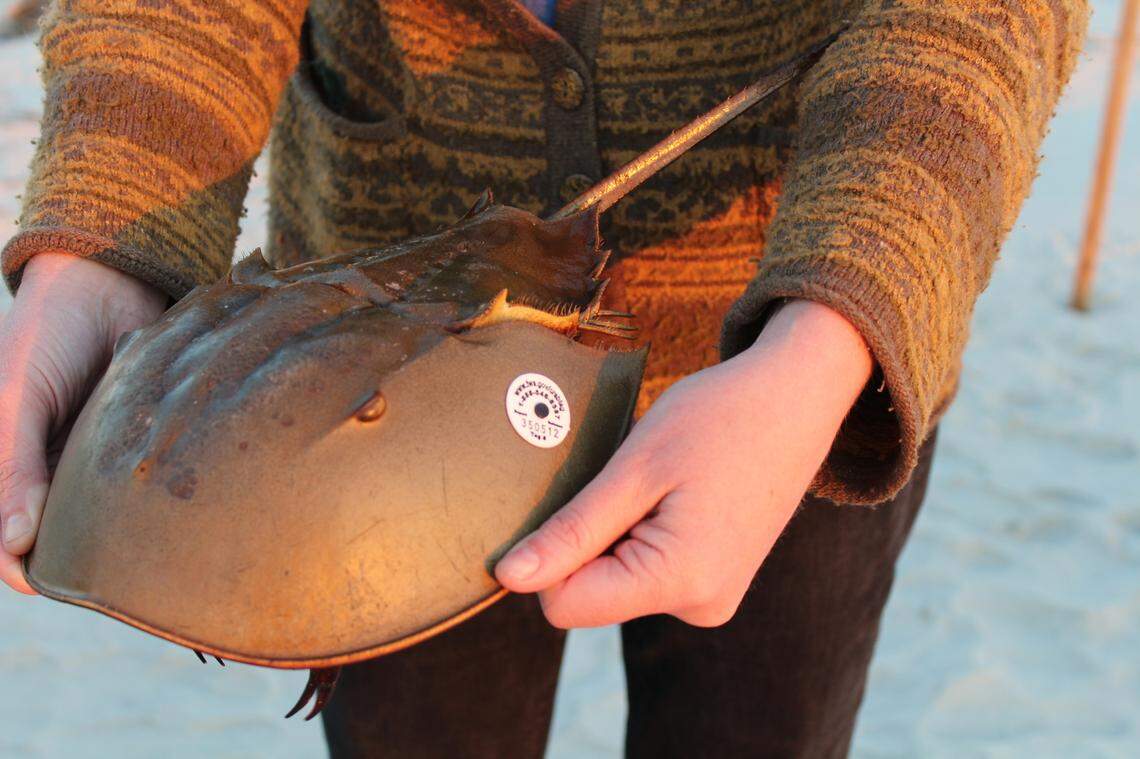 Tagging efforts and science funded by DNR have helped establish an understanding of the horseshoe crab population in S.C.