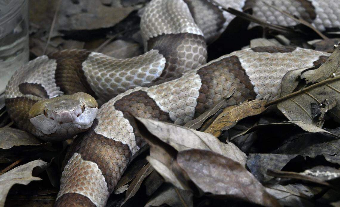 A copperhead watches visitors from its habitat at the N.C. Museum of Natural Sciences in Raleigh, N.C., in 2017. On Monday night, Sept. 24, 2018, a copperhead attacked a 2-year-old girl as she walked on a sidewalk with her grandparents in Gaffney, South Carolina.