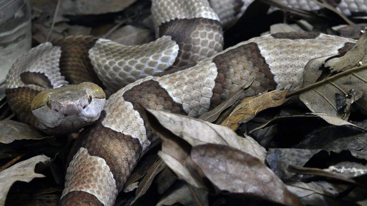 If you’re bitten by a copperhead stay calm and seek medical attention.