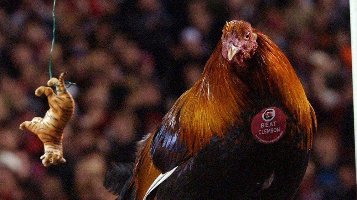 This year’s South Carolina vs Clemson game kicks off at 7:30 p.m. Saturday.