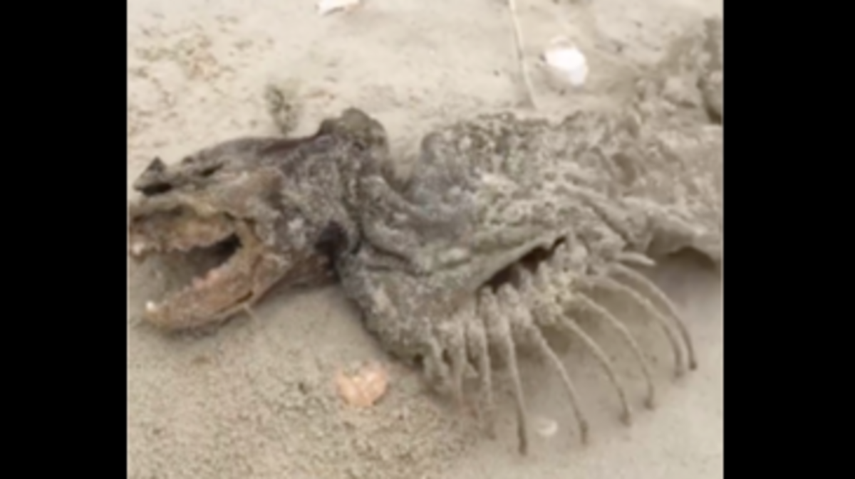 Erika Constantine reported on Feb. 6 that this washed up at Charleston’s Demetre Park, and she posted a 13 second video of it on the I Love Folly Beach SC Facebook group. It has 32,000 members.