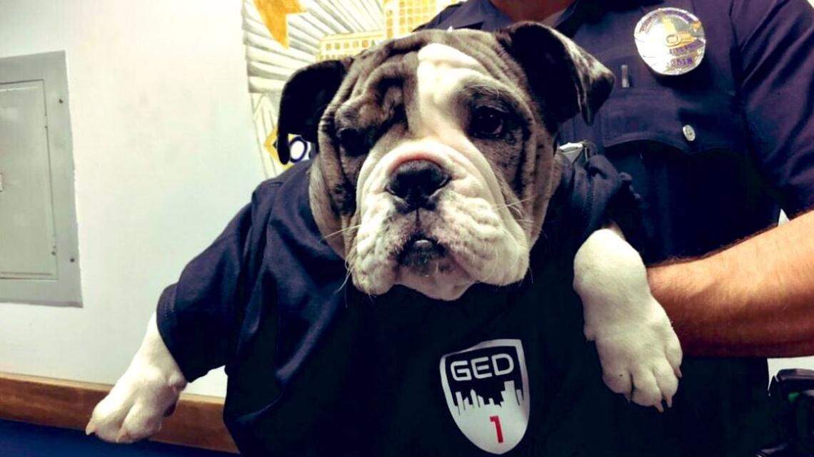 An English bulldog puppy stolen from Illinois was recovered by the Los Angeles Police and is heading home.