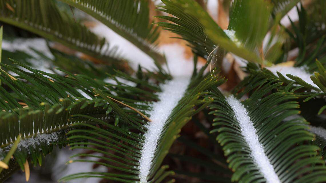 Ice crystals accumulate on a plant in downtown Columbia on Friday, Jan. 10, 2025.