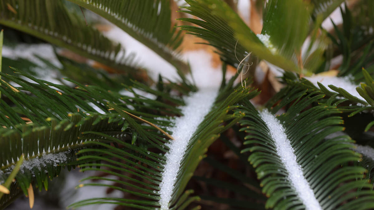 Ice crystals accumulate on a plant in downtown Columbia on Friday, Jan. 10, 2025.