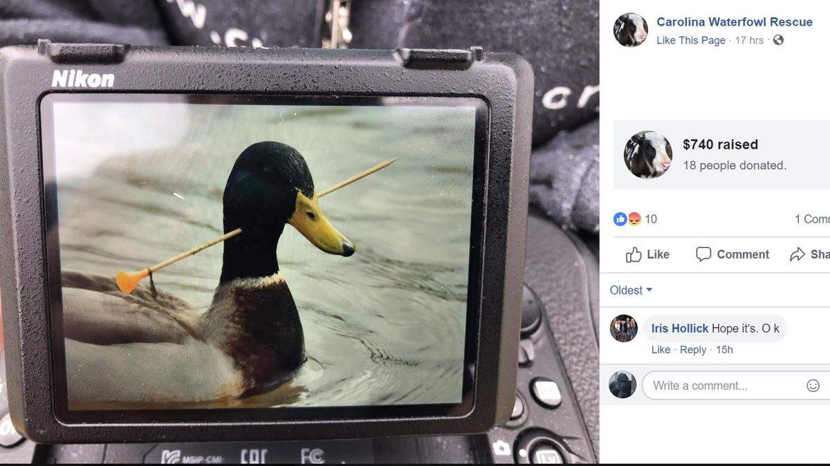 Carolina Water Fowl Rescue is looking for the suspects responsible for abusing ducks.