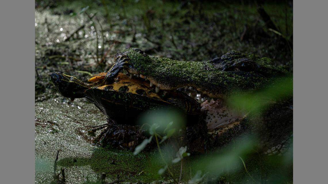 A turtle desperately tries to escape the jaws of an alligator in South Carolina.