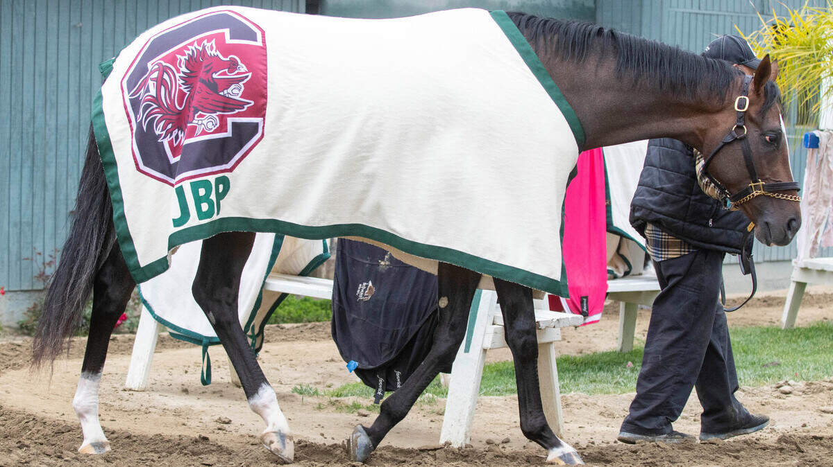 Kentucky Derby contender Hot Rod Charlie wears a blanket with the Gamecock logo in honor of the Jake Panus Walk-On Football Endowed Scholarship.