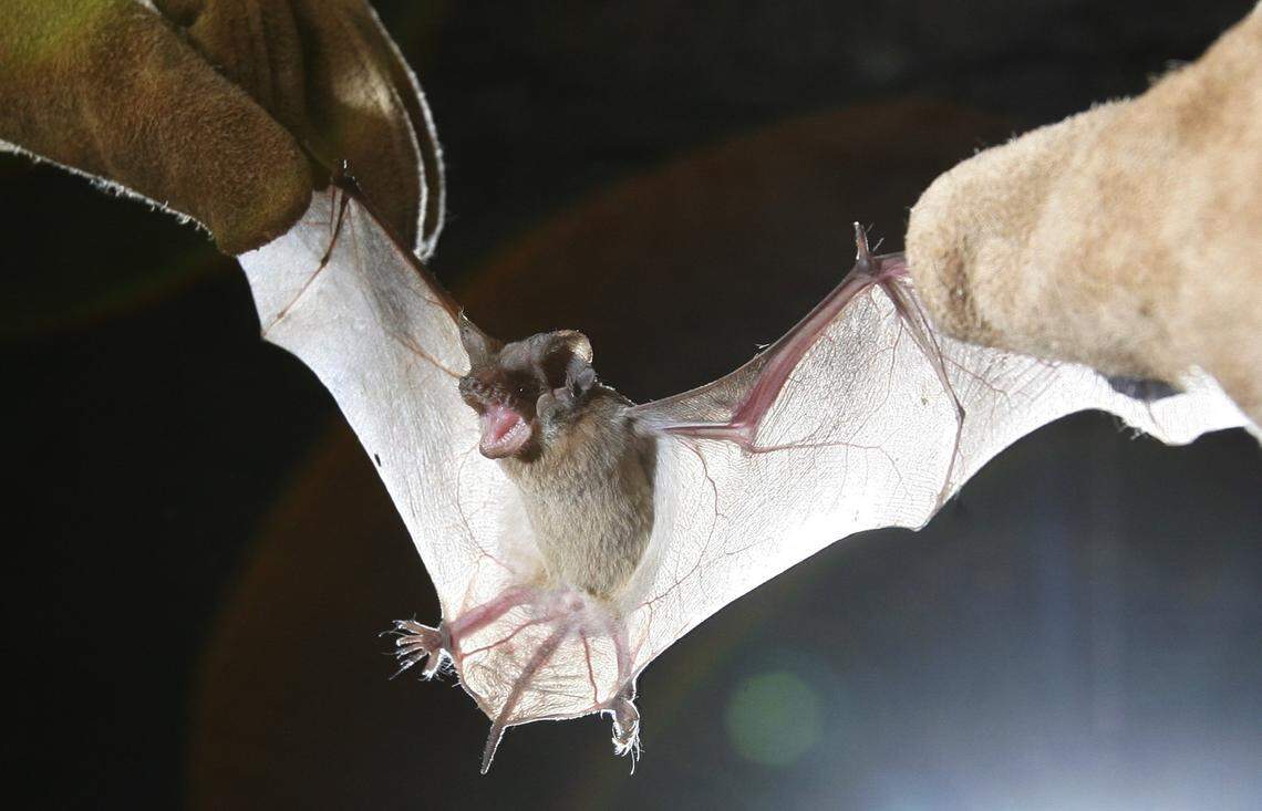 Free-tailed bats infested the Brooks Center for the Performing Arts at Clemson University.