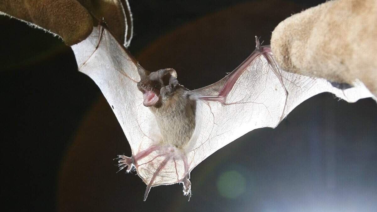 Biologist Cherrie Nolden examines a tiny Brazilian free-tailed bat.