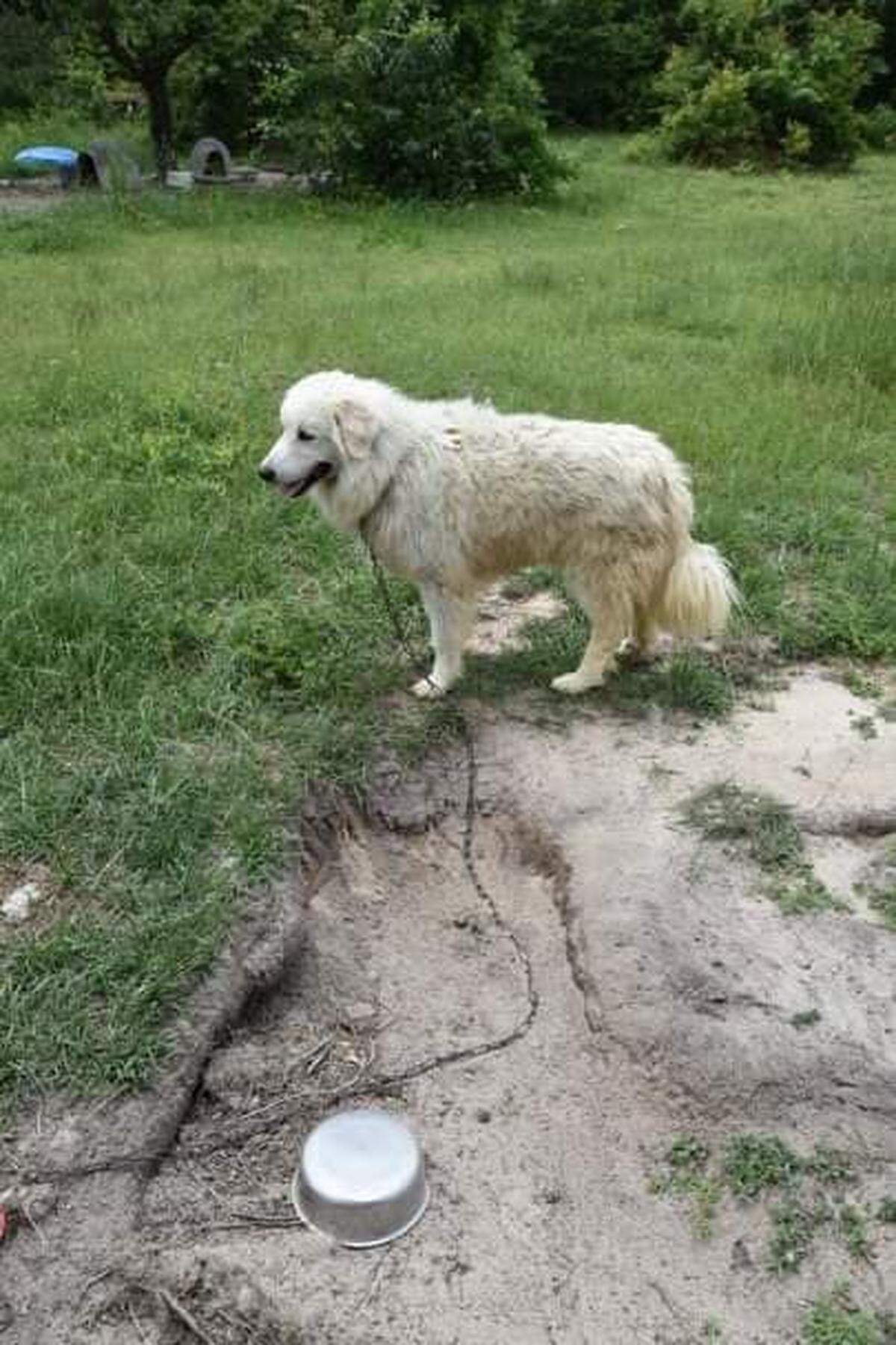 A number of dogs and a horse were seized by the Richland County Sheriff’s Department after a dead animal was found by the road.