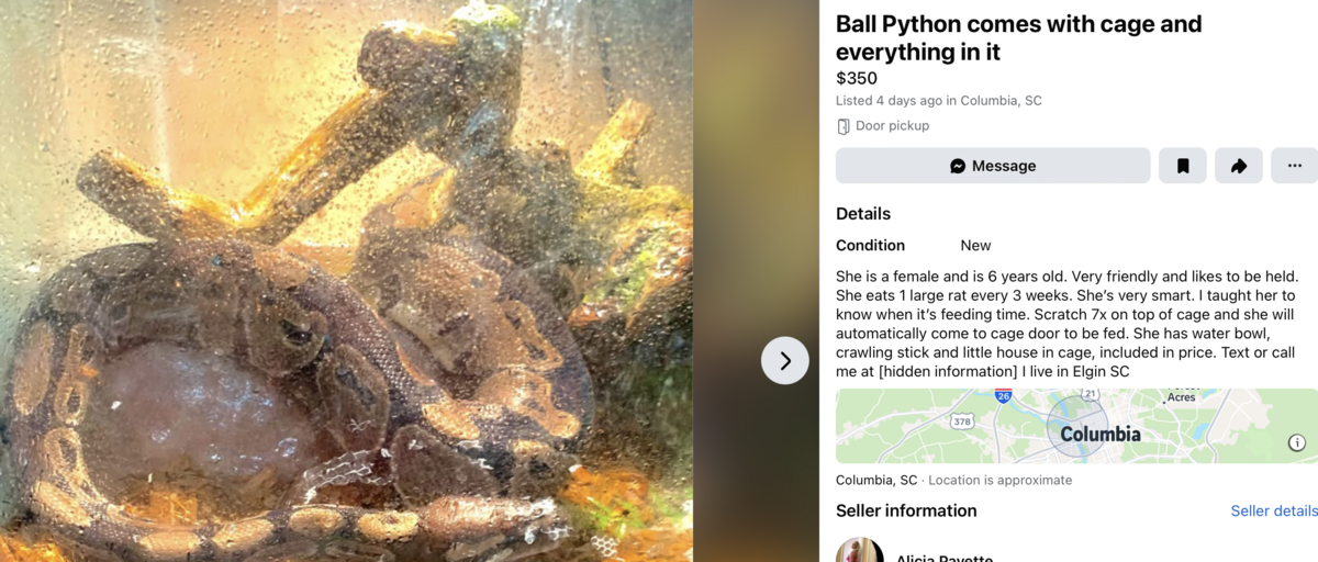 Ball Python with cage