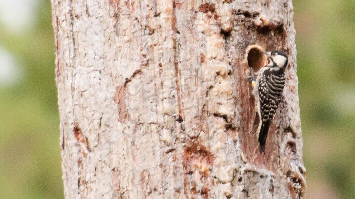 Once rare woodpecker spotted west of Columbia, decades after species disappeared