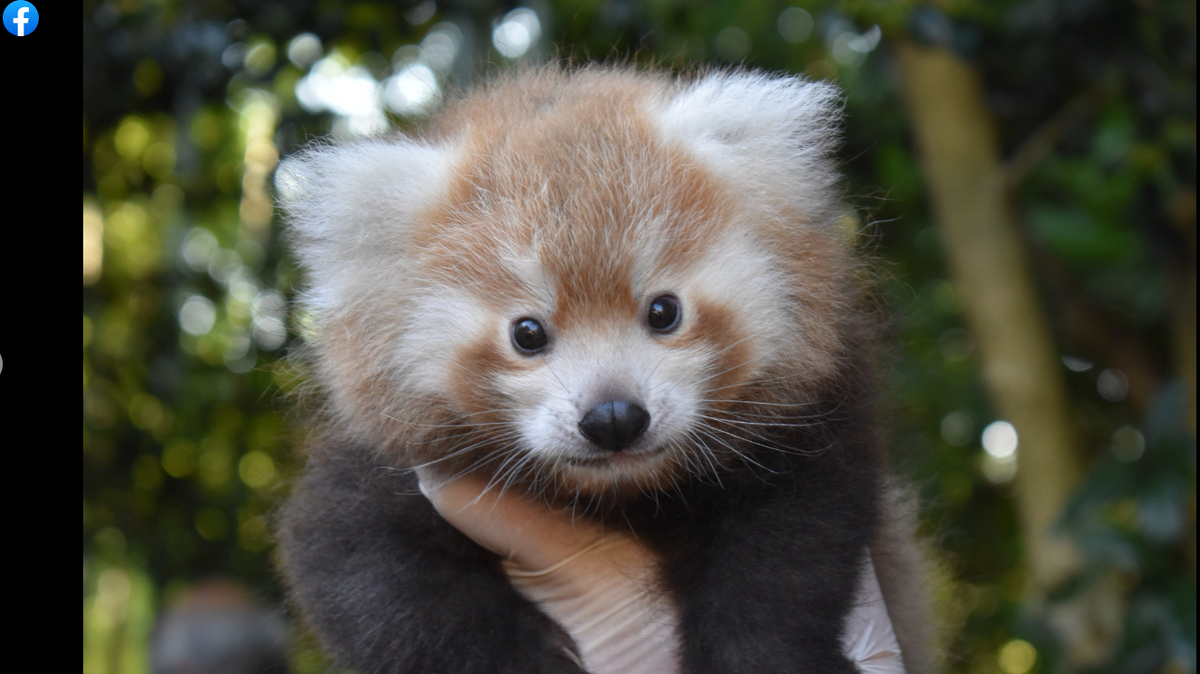 A South Carolina zoo welcomed two new baby red panda cubs.