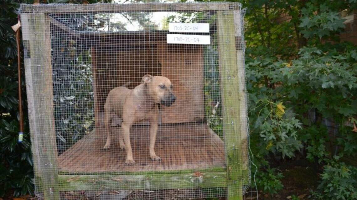Dog food, pit bull scars lead to Columbia man’s conviction on dog-fighting charges