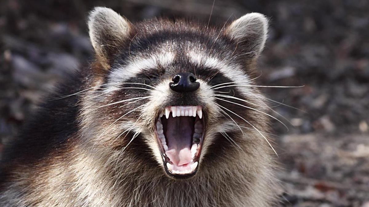 A raccoon found in south Charlotte has tested positive for rabies after coming into contact with several pets.