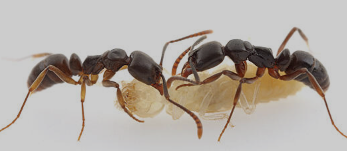A sting from an Asian needle ant can trigger anaphylaxis.  The invasive species has been in the South for 90 years, but has recently seen a surge in population.