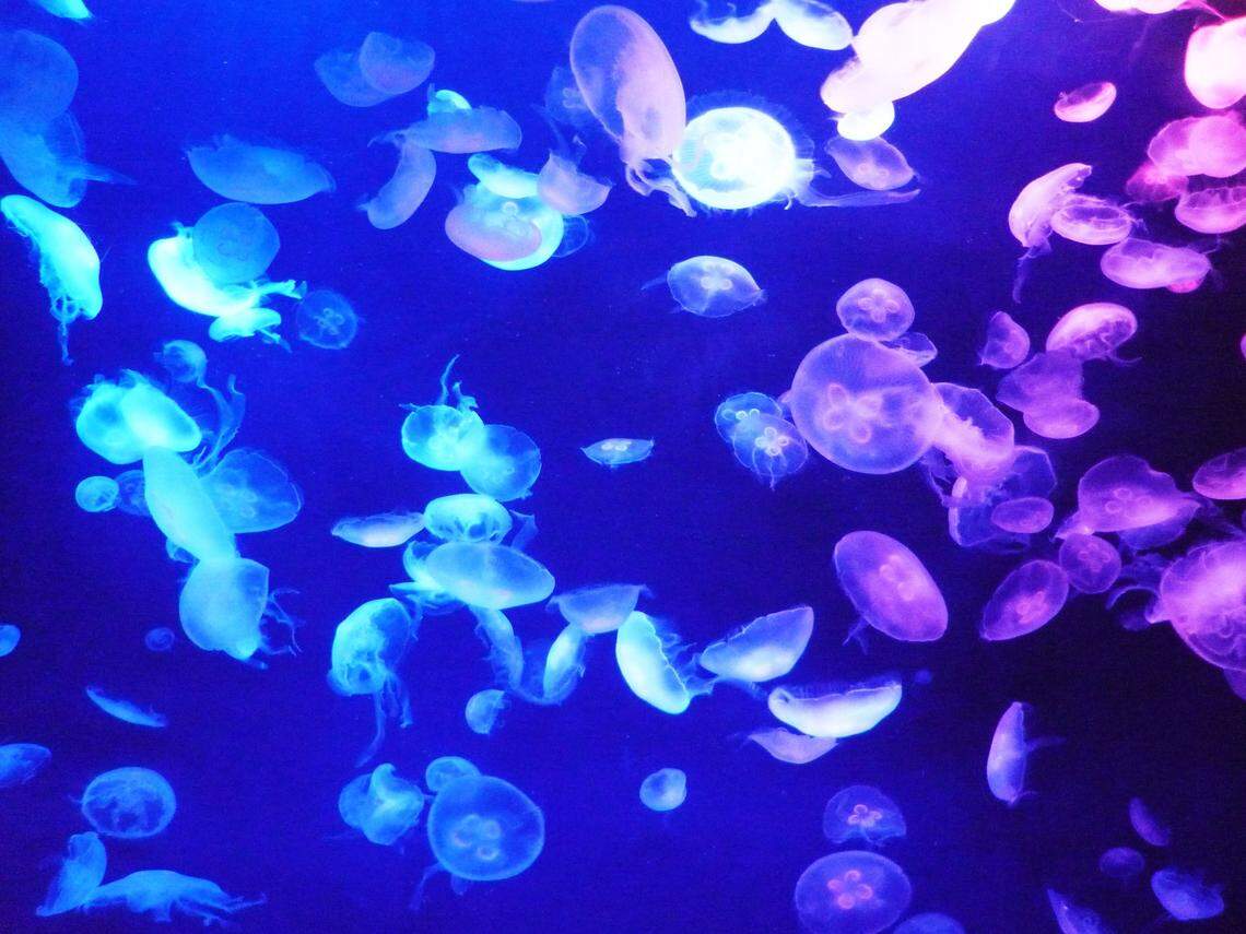 Moon jellies will be part of the Darnall W. and Susan F. Boyd Aquarium & Reptile Conservation Center at Riverbanks Zoo.