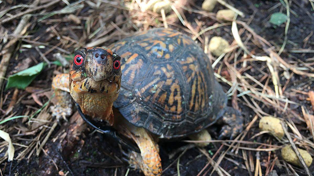 Box turtles are native to South Carolina. They are among the state’s most recognizable reptiles, but populations have been plundered in recent years as part of the international black market wildife trade.