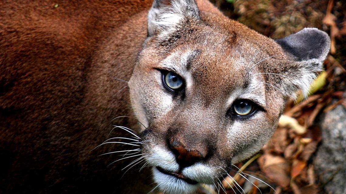 Aspen, one of Grandfather Mountain’s resident Western cougars, was a favorite among visitors to the Linville, N.C., nature park, often heard purring and vocalizing to his keepers and those who met him. Due to illness, he was euthanized Monday at the age of 15.