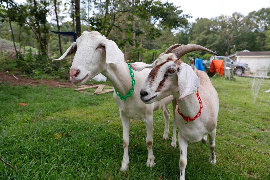 Goats clear overgrown plants and debris at a home in Gadsden, South Carolina on Thursday, July 27, 2023.