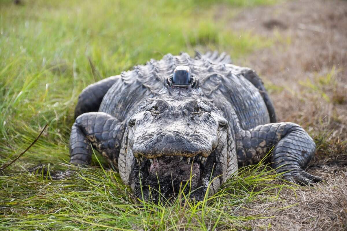 Alligators are found throughout South Carolina’s coastal plain. They have made a comeback and state officials say there are enough to hunt and maintain the population. But there are some concerns about hunting’s impact on the largest alligators.