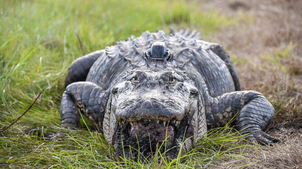 Alligators are found throughout South Carolina’s coastal plain. They have made a comeback and state officials say there are enough to hunt and maintain the population. But there are some concerns about hunting’s impact on the largest alligators.