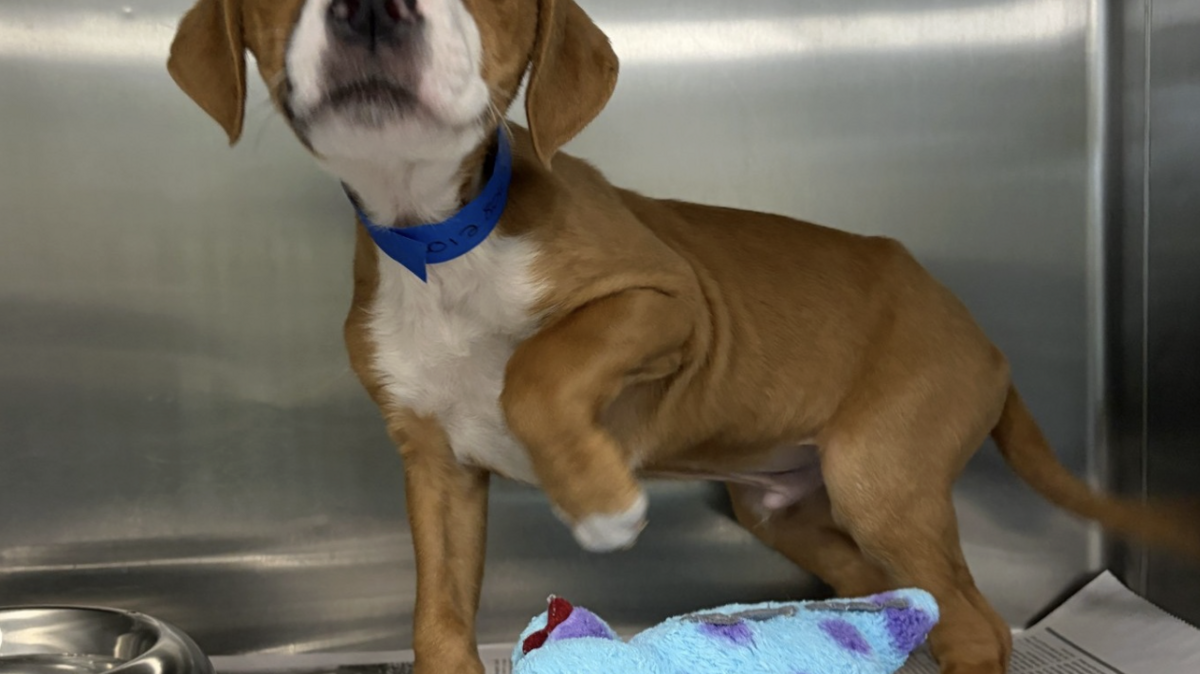 The Greenville Humane Society is looking for people to foster dogs before the winter storm hits this weekend.