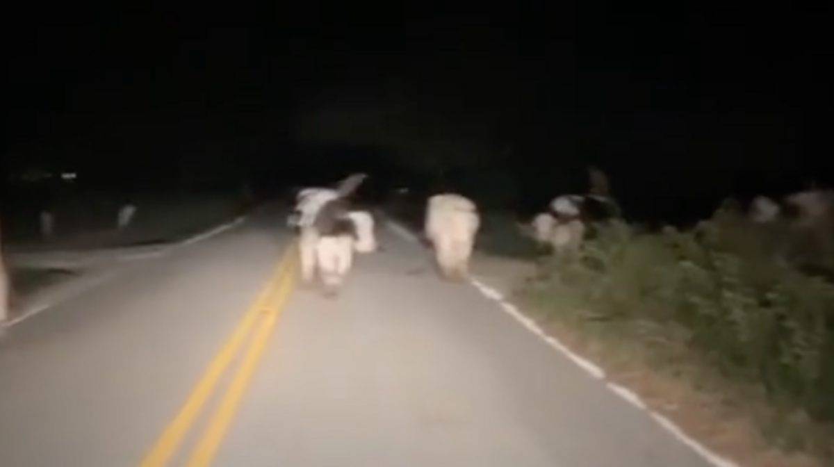 Cows and a bull from Happy Cow Creamery in Pelzer, SC, took a late night scroll on Tuesday, Sept. 5, 2023. Four Greenville County deputies rounded them up.